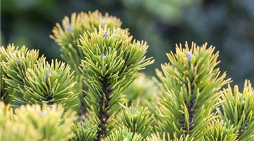 Pinus mugo 'Carsten´s Wintergold' (GS506422.jpg)