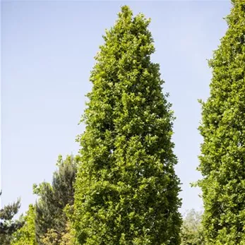 Quercus robur f. fastigiata (GS430791.jpg)