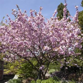 Prunus sargentii (GS498180.jpg)