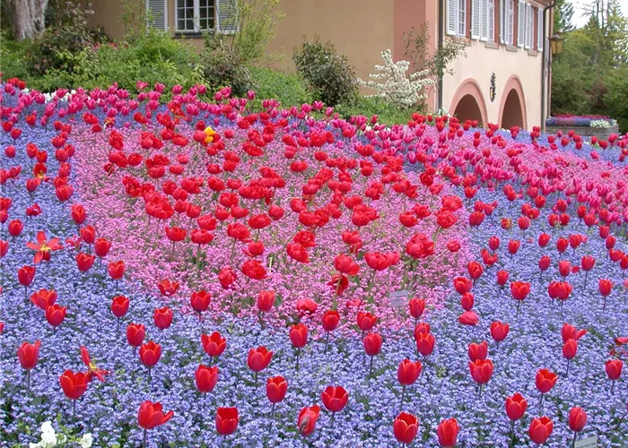 Gartenjahr voller Blüten – Blumenzwiebeln für jede Jahreszeit Gartenjahr voller Blüten – Blumenzwiebeln für jede Jahreszeit