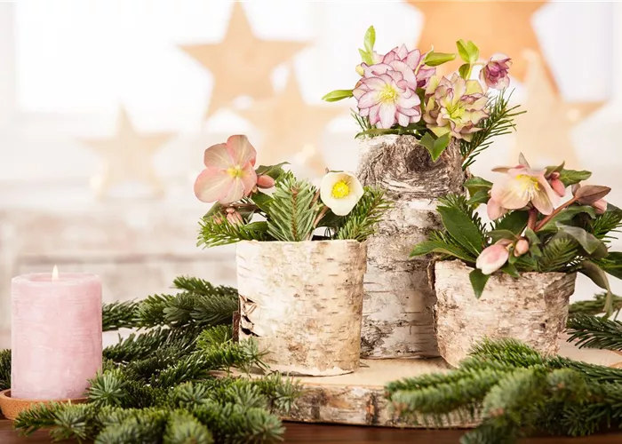 Christrosen pflegen – ein Wintertraum im weißen Kleid Christrosen pflegen – ein Wintertraum im weißen Kleid