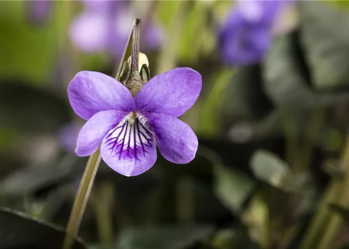 Duftveilchen im Frühling: ein zierlicher Aromaspezialist Duftveilchen im Frühling: ein zierlicher Aromaspezialist