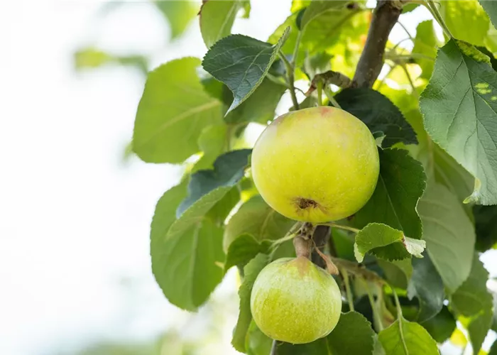 Obstgehölze kaufen und einen eigenen Naschgarten anlegen