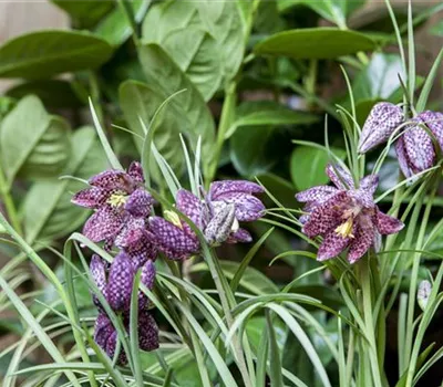 Schachbrettblume im eigenen Garten