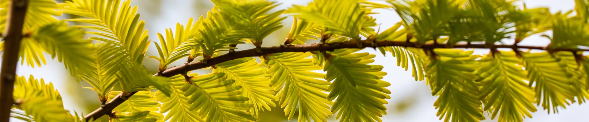Metasequoia glyptostroboides 'Gold Rush' Metasequoia glyptostroboides 'Gold Rush'