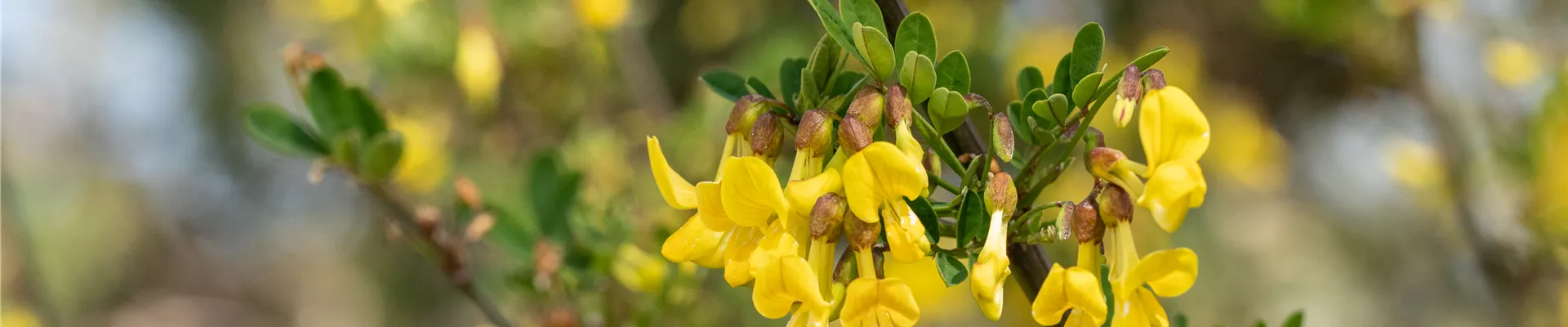 Hippocrepis emerus Hippocrepis emerus