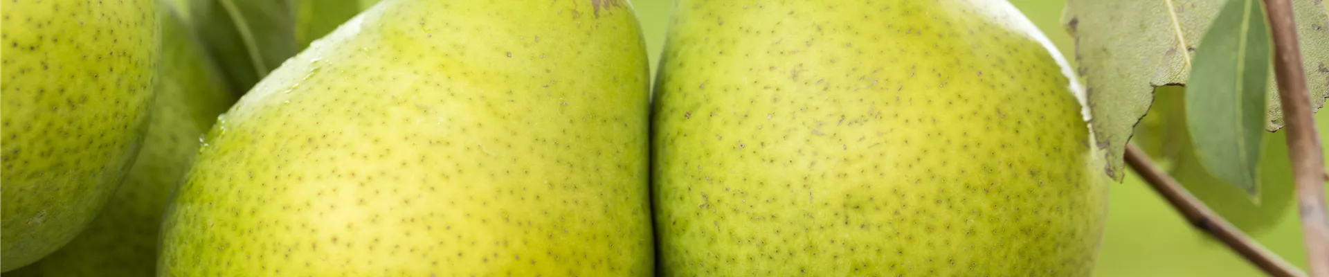 Pyrus communis 'Alexander Lucas' Pyrus communis 'Alexander Lucas'