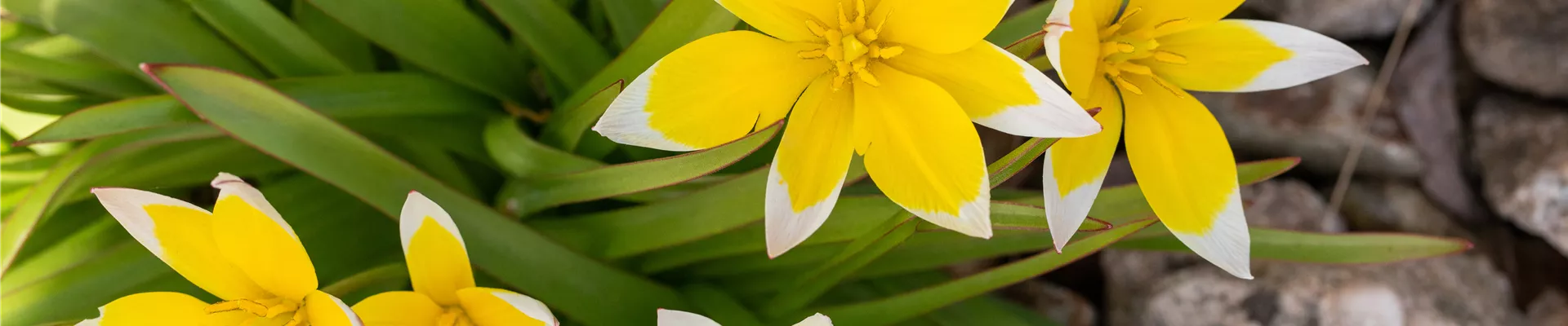 Tulipa tarda Tulipa tarda