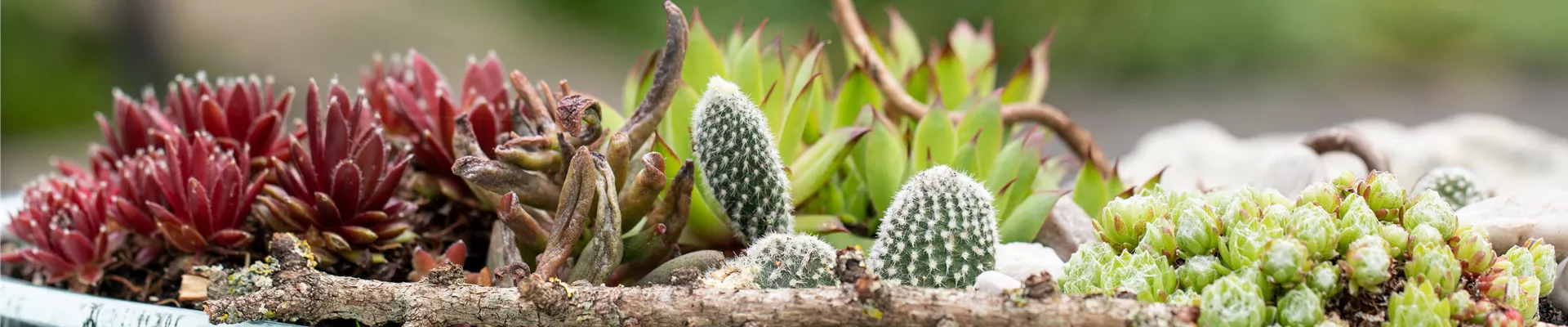Sukkulentenschale Sukkulentenschale