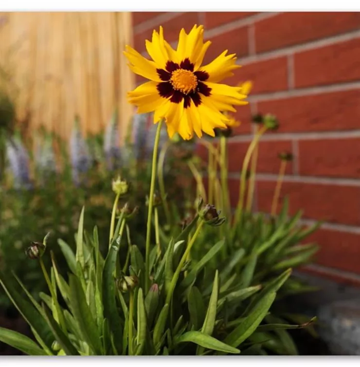 Mädchenauge - Einpflanzen im Garten