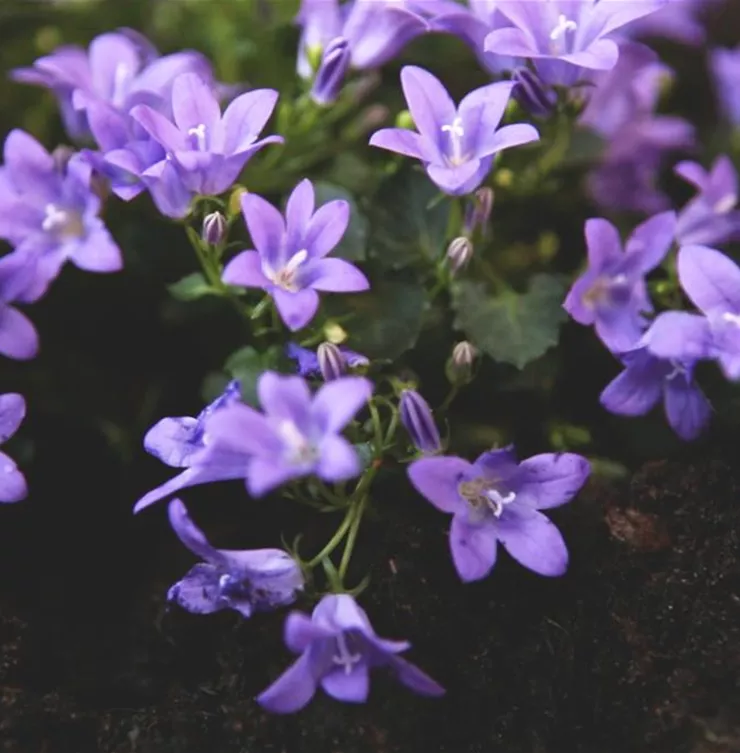 Dalmatiner Polster-Glockenblume - Einpflanzen im Garten