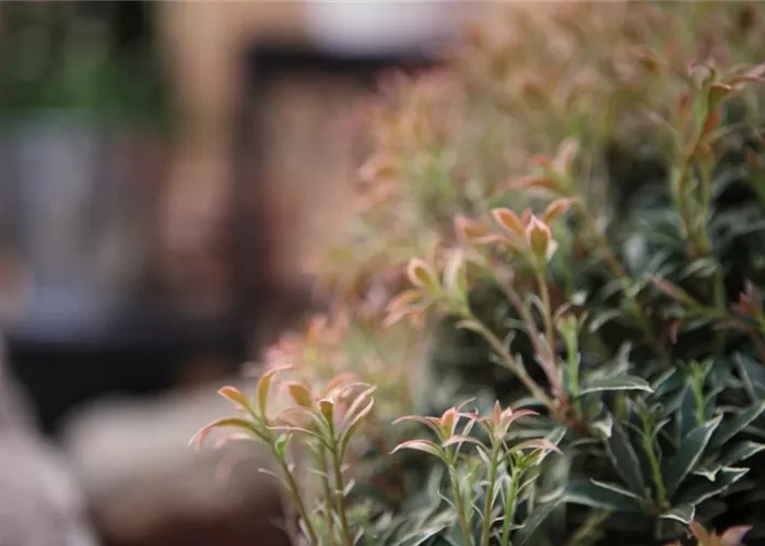 Japanisches Schattenglöckchen - Einpflanzen im Garten Japanisches Schattenglöckchen - Einpflanzen im Garten