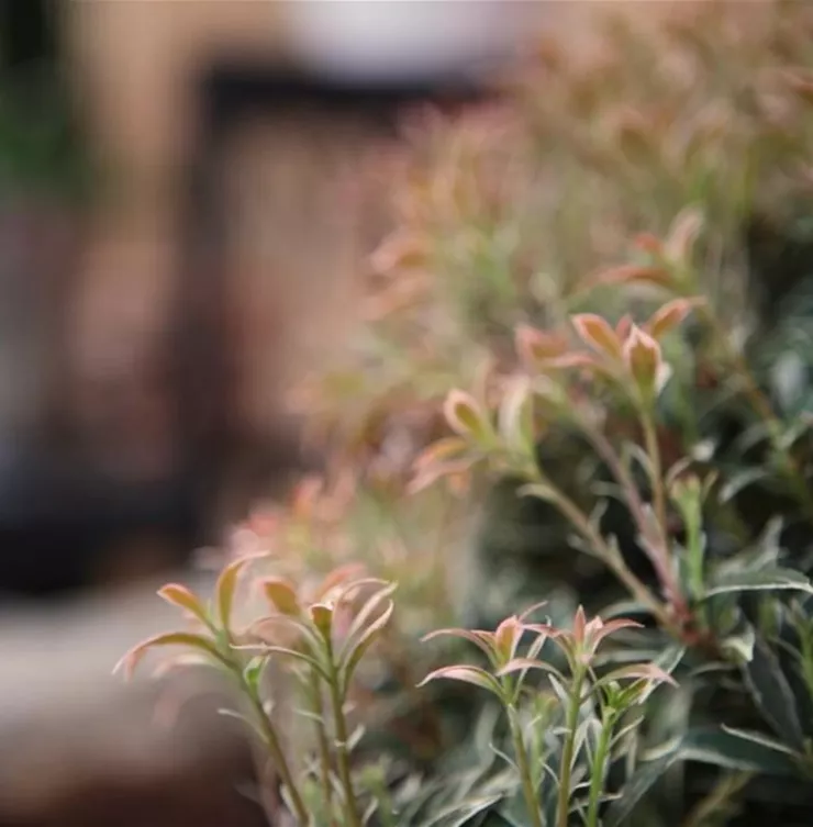 Japanisches Schattenglöckchen - Einpflanzen im Garten Japanisches Schattenglöckchen - Einpflanzen im Garten