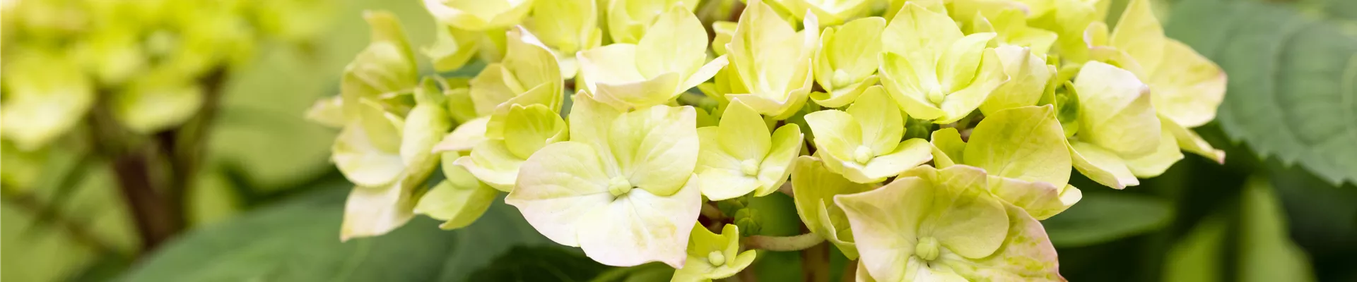 Hydrangea macrophylla 'Diva Fiore'® Hydrangea macrophylla 'Diva Fiore'®
