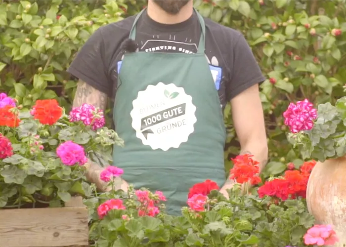 Geranienfieber Geranienfieber