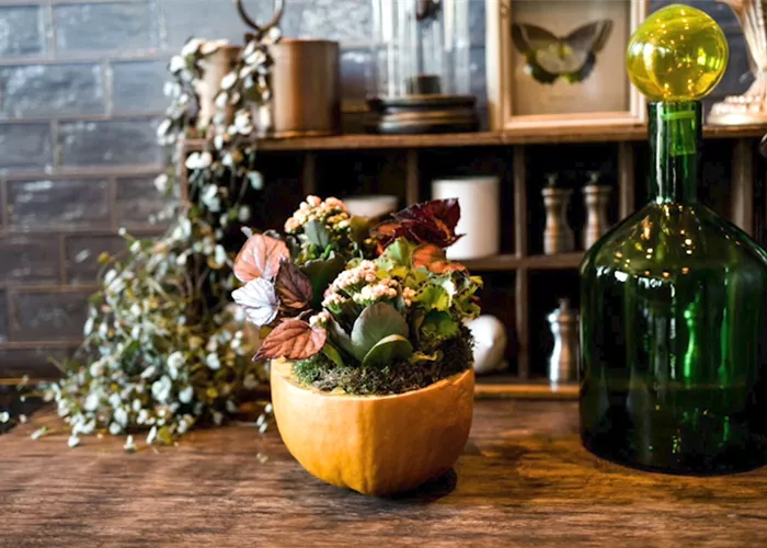 Kürbis mit Bepflanzung Kürbis mit Bepflanzung