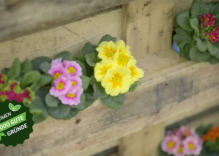 Primel-Power im Frühling Primel-Power im Frühling