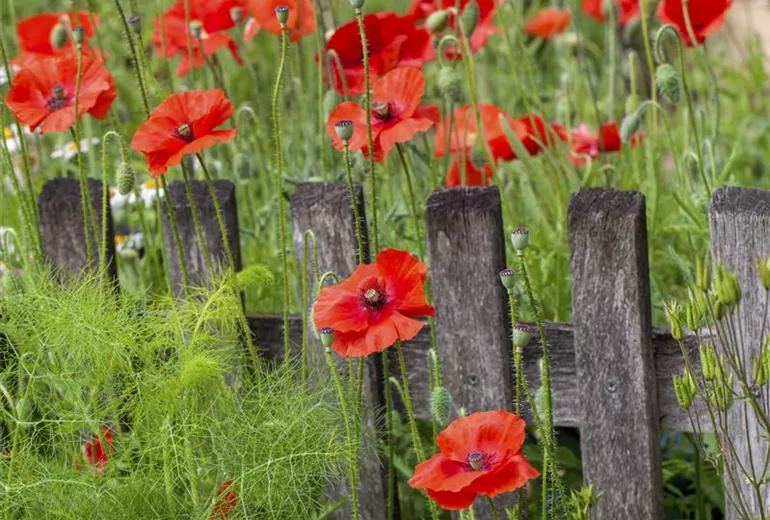 Papaver rhoeas