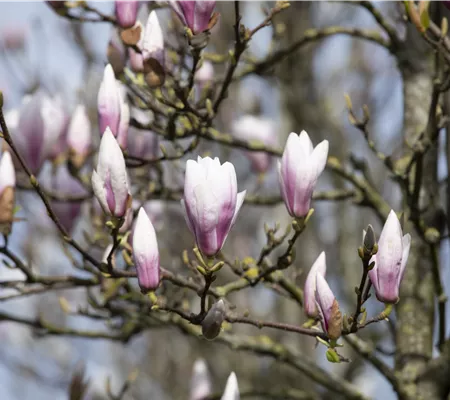 Die Magnolie – Blütenzauber im Frühling