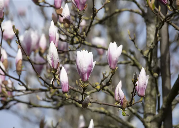 Die Magnolie – Blütenzauber im Frühling