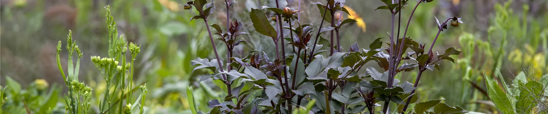 Dahlia 'Bishop of York' Dahlia 'Bishop of York'