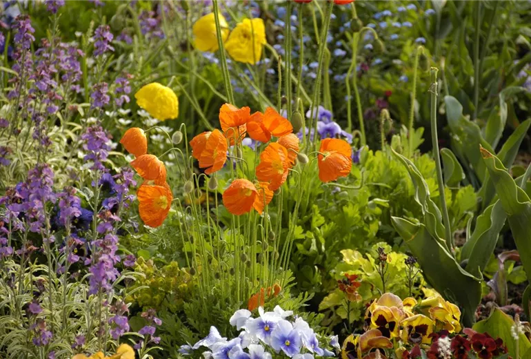 Papaver nudicaule