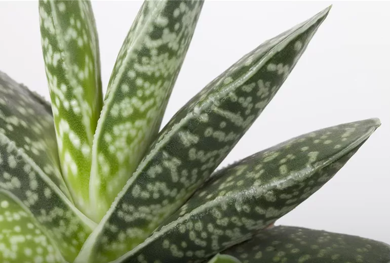 Aloe variegata
