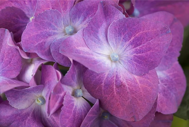 Hydrangea macrophylla, lila