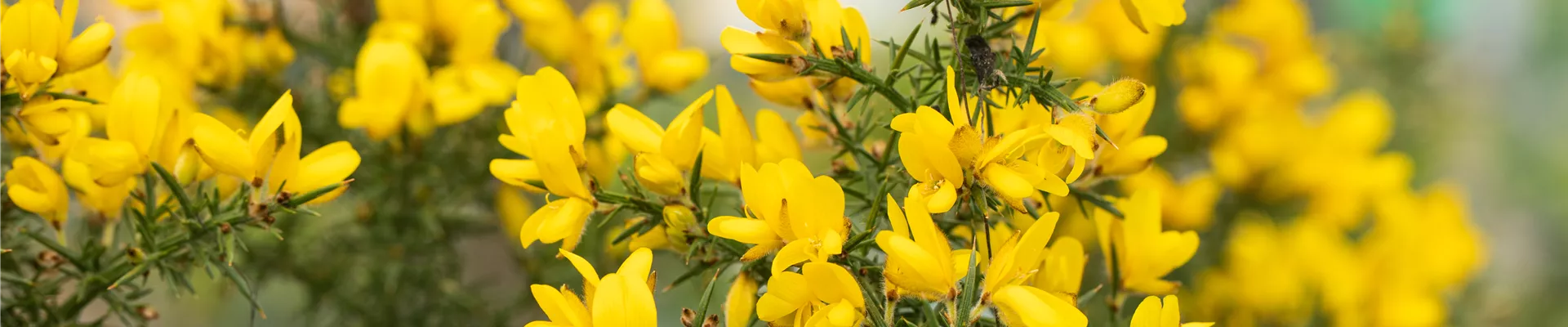 Ulex europaeus Ulex europaeus