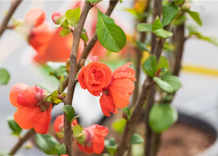 Lieferservice Lieferservice