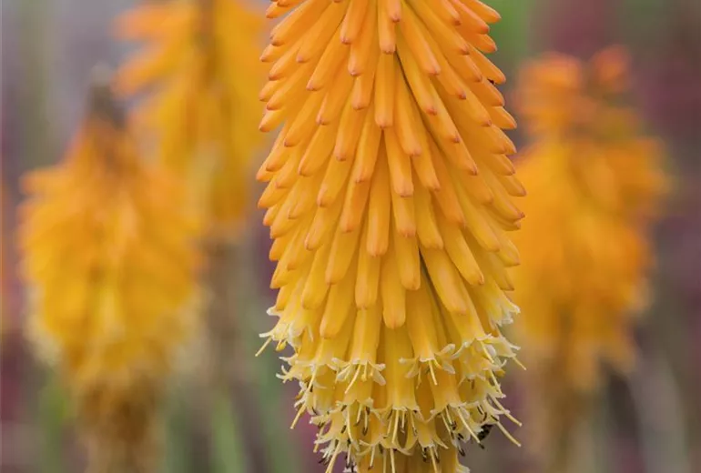 Kniphofia 'Mango Popsicle'(s)