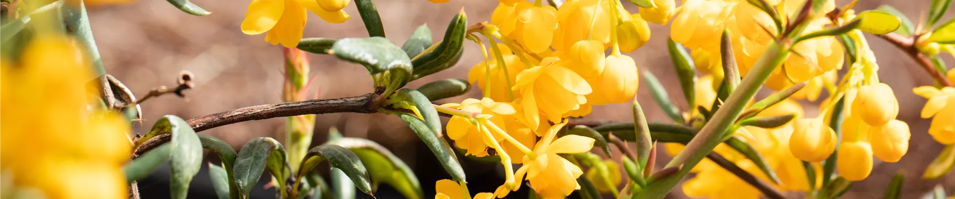 Berberis stenophylla Berberis stenophylla