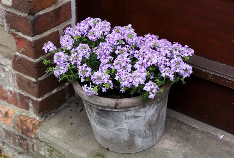 Eisenkraut - Einpflanzen in ein Gefäß (6)