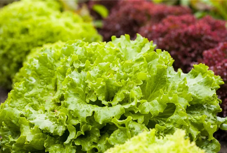 Lactuca sativa var. crispa 'Lollo bionda'