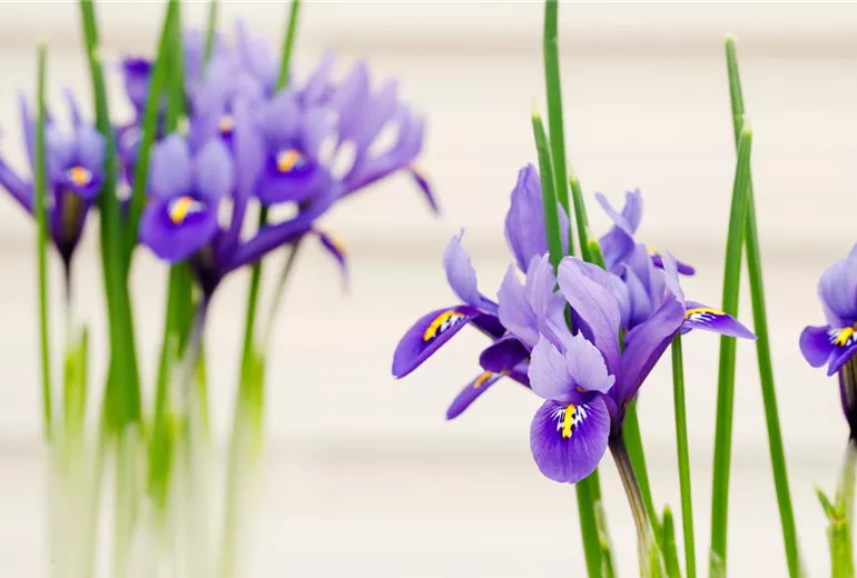 Iris x hollandica