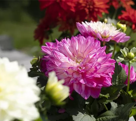 Farbe auf dem Balkon – Blumenzwiebeln für den Sommer