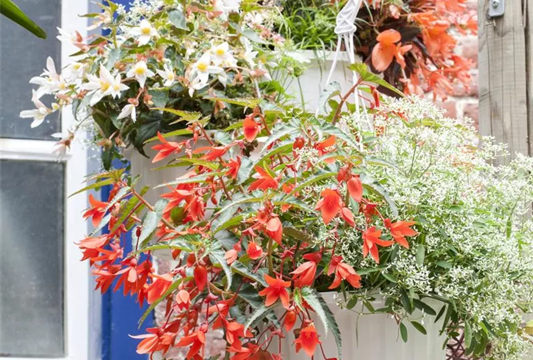 Begonia SUMMERWINGS™