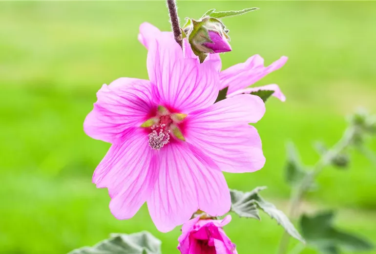 Malva