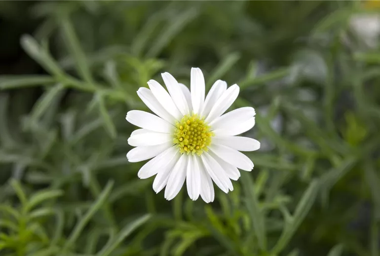 Brachyscome multifida