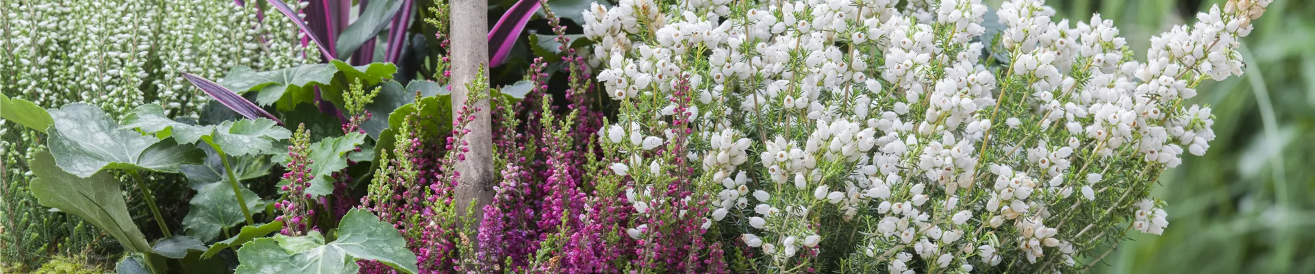 Erica gracilis