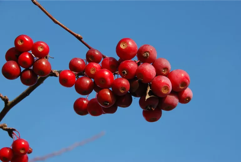Malus 'Sugar Tyme'
