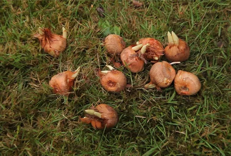 Krokusse - Zwiebeln einpflanzen (1)