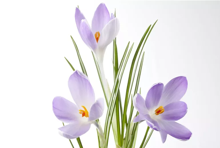 Crocus sativus