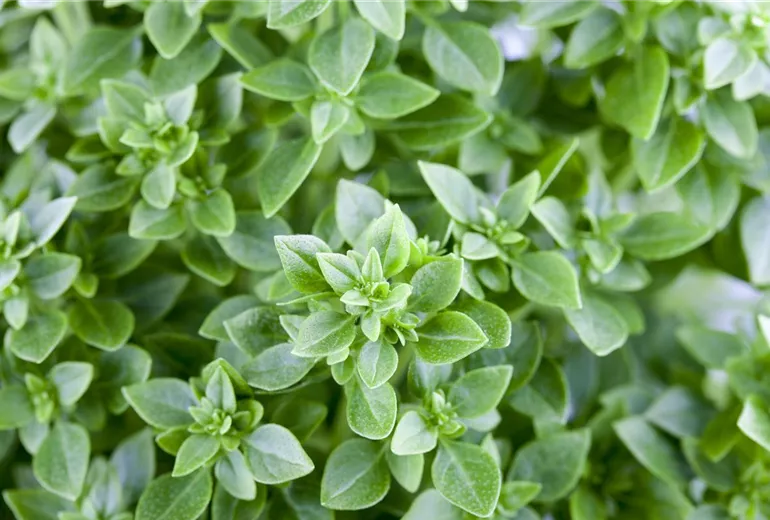 Ocimum basilicum
