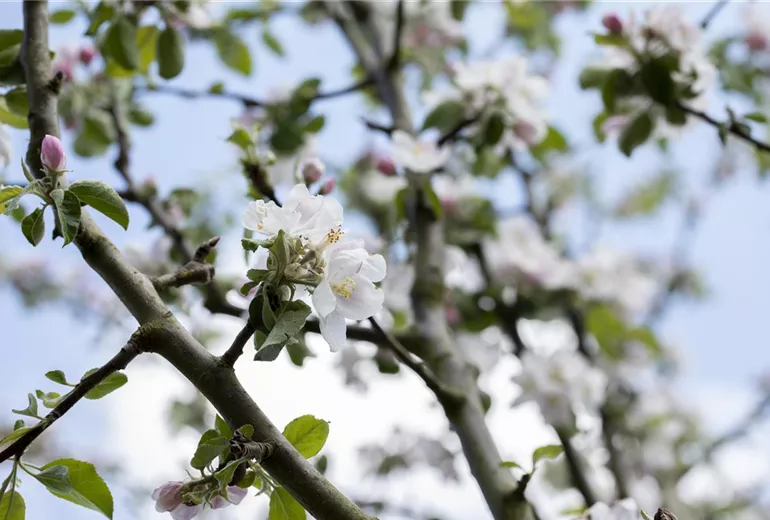 Malus domestica 'Rheinischer Bohnapfel'