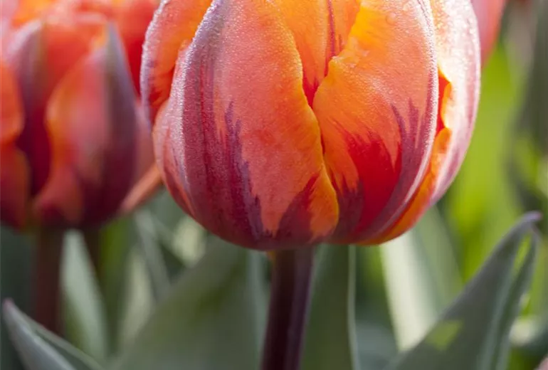 Tulipa viridiflora