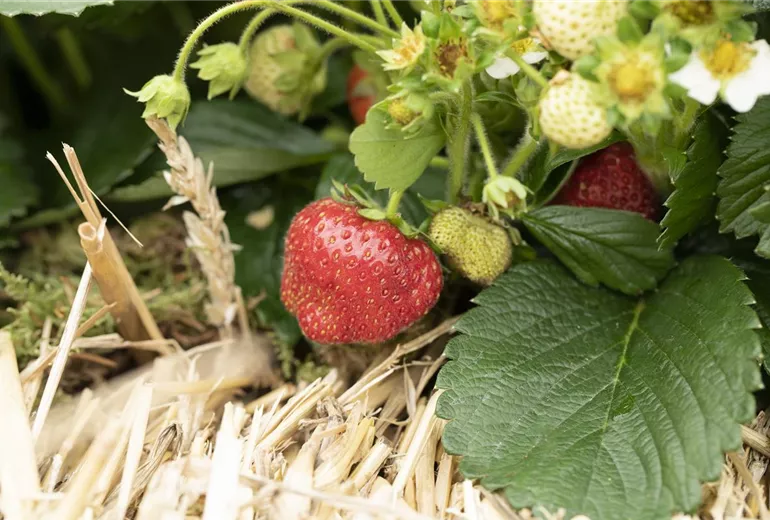 Fragaria