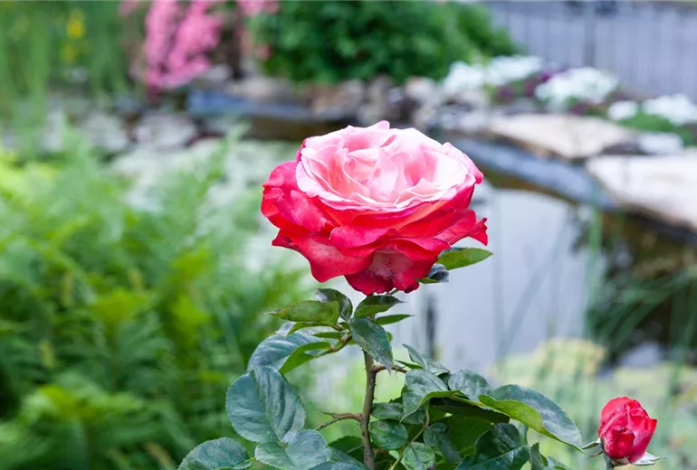 Edelrose, zweifarbig