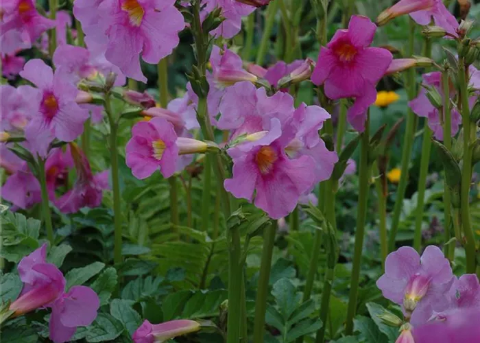 Freilandgloxinie – Trompetenblüten im Garten