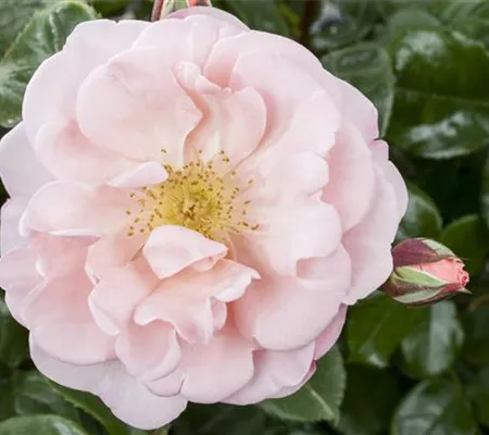 Die Duftrose – Eine Bereicherung für den Garten Die Duftrose – Eine Bereicherung für den Garten